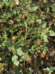 Impatiens glandulifera
