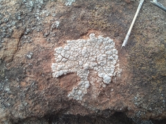 Lecanora rupicola