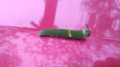 Polyura schreiber