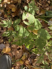 Aegopodium podagraria