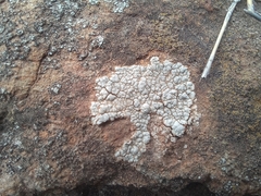 Lecanora rupicola