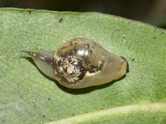 Sheldoniinae