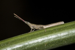 Sphenacris crassicornis