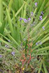 Trichostema suffrutescens