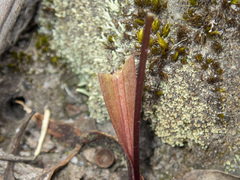 Calochilus
