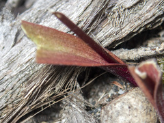 Calochilus