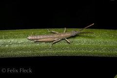 Sphenacris crassicornis