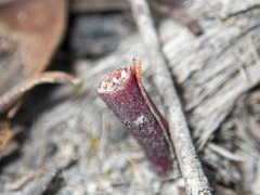 Calochilus