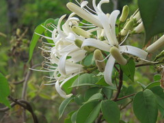 Spiranthera odoratissima