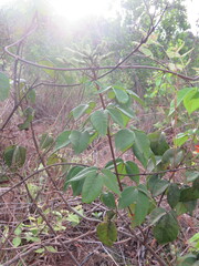 Spiranthera odoratissima