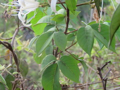 Spiranthera odoratissima