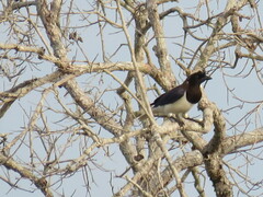 Cyanocorax cristatellus