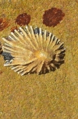 Siphonaria