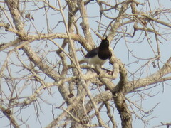 Cyanocorax cristatellus