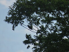 Cyanocorax cristatellus