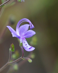 Trichostema suffrutescens