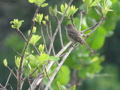 Elaenia flavogaster