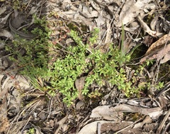 Galium gaudichaudii