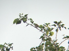 Gymnoris xanthocollis