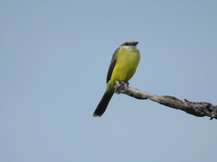 Tyrannus albogularis