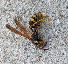 Mischocyttarus flavitarsis