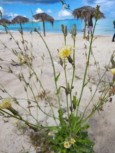 Image of Launaea intybacea by (c) Étienne Léveillé-Bourret, some rights reserved (CC BY)