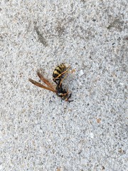 Mischocyttarus flavitarsis