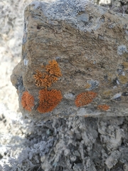 Teloschistales
