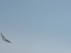 Buteogallus coronatus