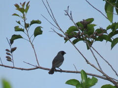 Schistochlamys melanopis