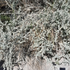Atriplex lampa