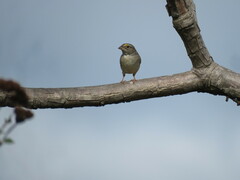 Ammodramus humeralis