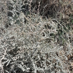 Atriplex lampa