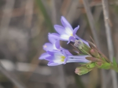 Lobelia comosa