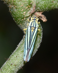 Poecilocarda cosmopolita