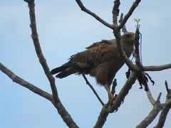 Buteogallus meridionalis