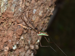 Leucauge levanderi