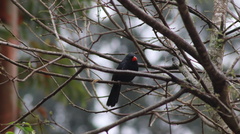 Saltator fuliginosus
