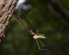 Leucauge levanderi