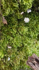 Marasmius epiphylloides