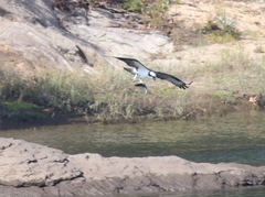 Dorosoma cepedianum