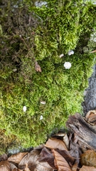 Marasmius epiphylloides