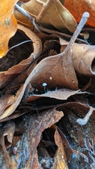 Marasmius epiphylloides