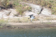 Dorosoma cepedianum