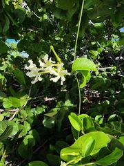 Echites umbellatus