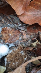 Marasmius epiphylloides