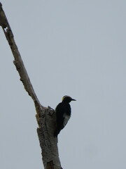 Melanerpes cruentatus