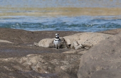 Charadrius vociferus