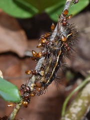 Ustjuzhania lineata