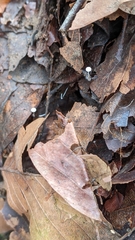 Marasmius epiphylloides